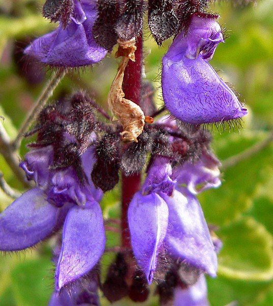 File:Coleus lanuginosus 2.jpg