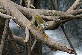 Common squirrel monkey