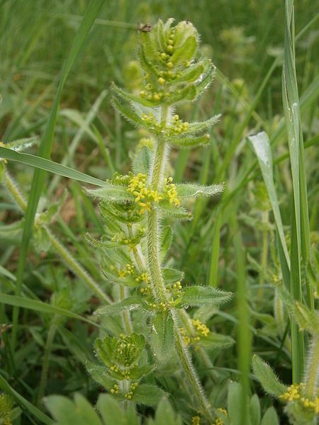 File:Cruciata laevipes 002.JPG