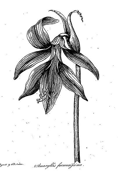 File:DarwinGardenAmaryllis.jpg