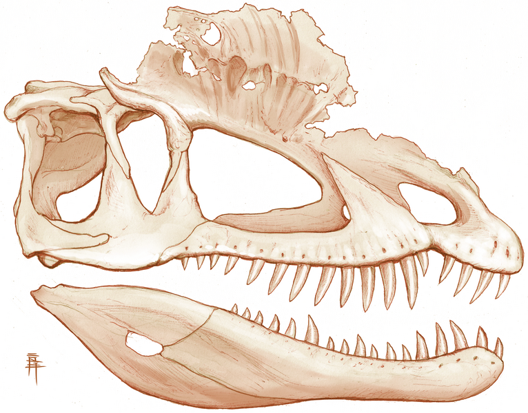 File:Dilophosaurus cranial reconstruction.png