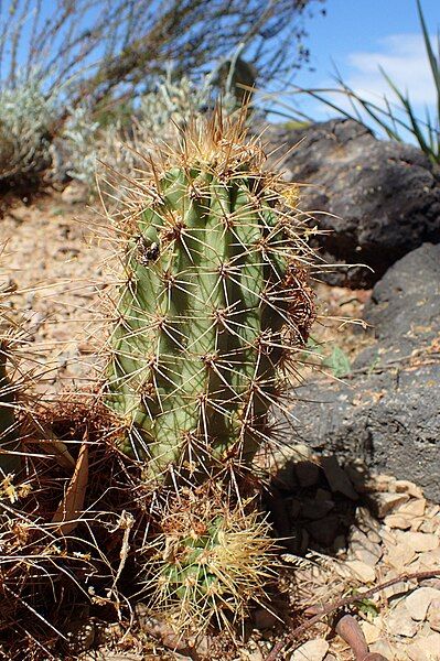 File:Echinocereus coccineus kz2.jpg