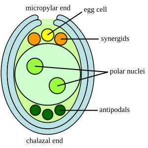 File:Embryosac-en.svg