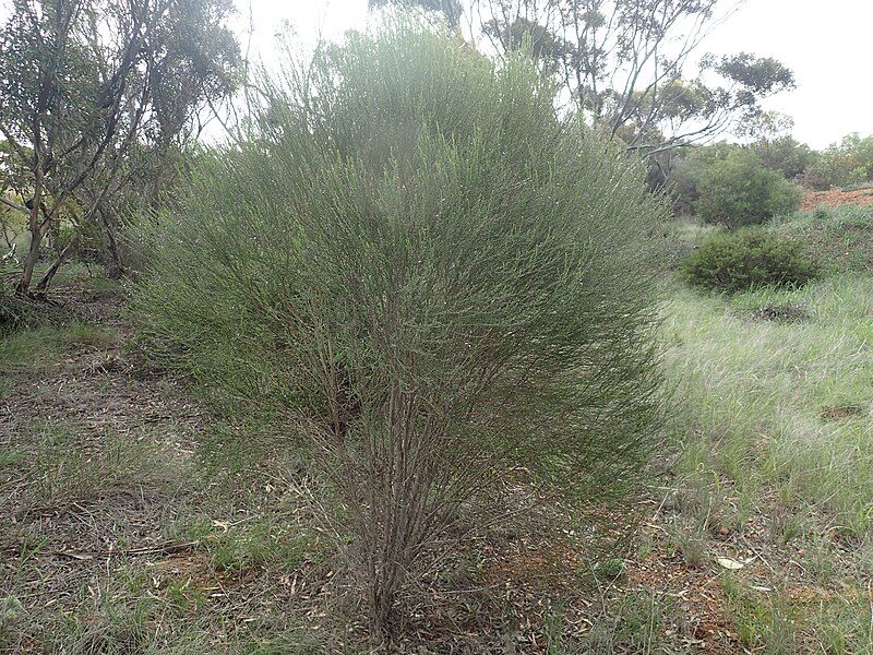 File:Eremophila dichroantha (habit).jpg