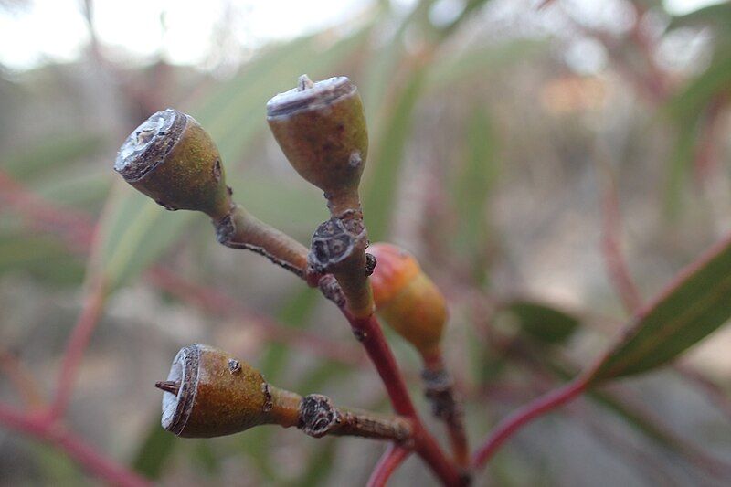 File:Eucalyptus pileata fruit.jpg