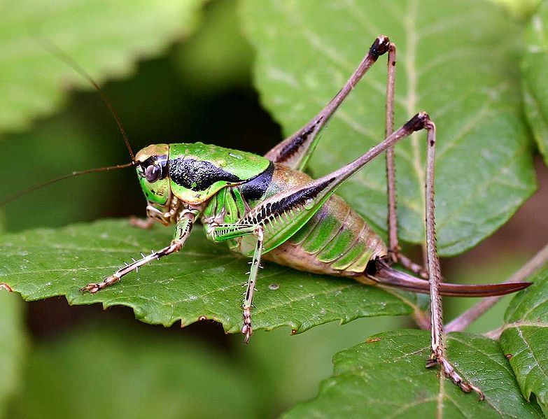 File:Eupholidoptera chabrieri01.jpg