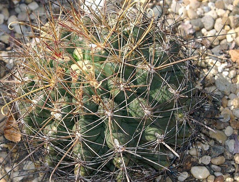 File:Ferocactus hamatacanthus 1zz.jpg