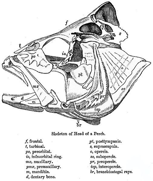 File:FishKeyDay.jpg