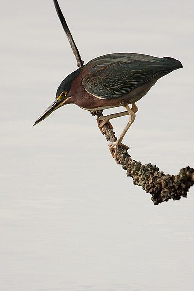 File:Green heron 0060.jpg