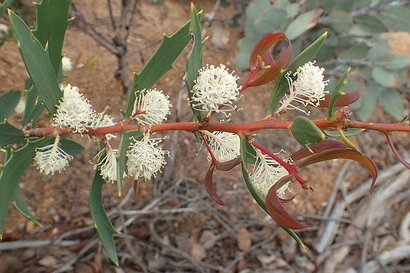 File:Hakea ilicifolia flowers.jpg