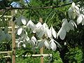 Halesia carolina