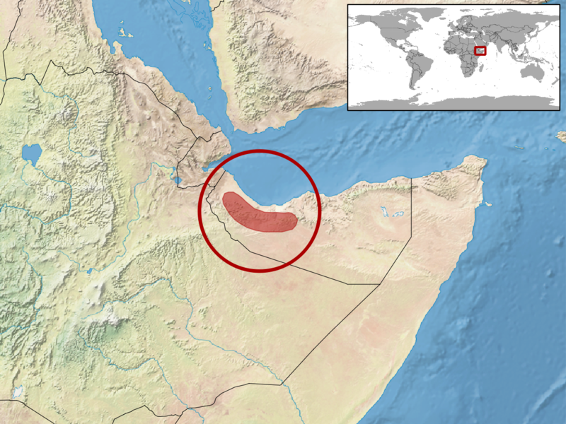 File:Hemidactylus arnoldi distribution.png