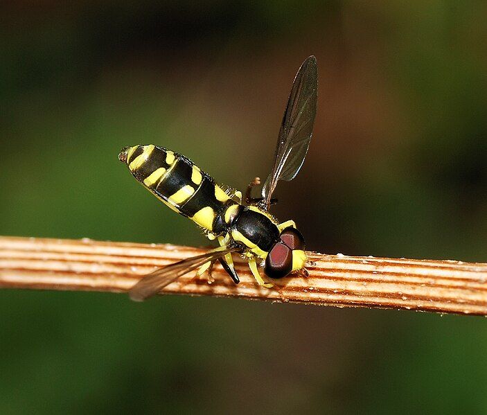 File:Hoverfly September 2007-9.jpg