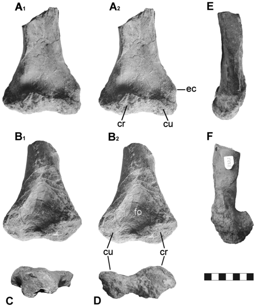 File:Hylaeosaurus sp. humerus.png