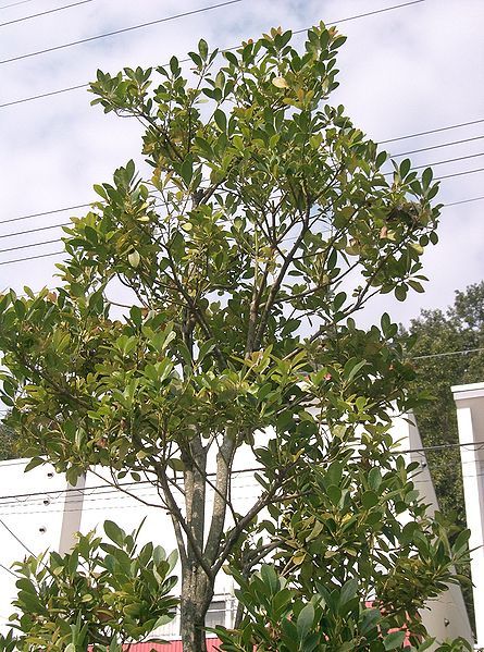 File:Ilex integra2.jpg