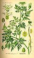 Fool's parsley, Aethusa cynapium (poison)