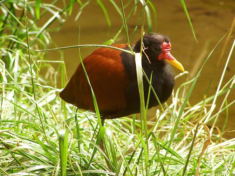 File:Jacana jacana.jpg