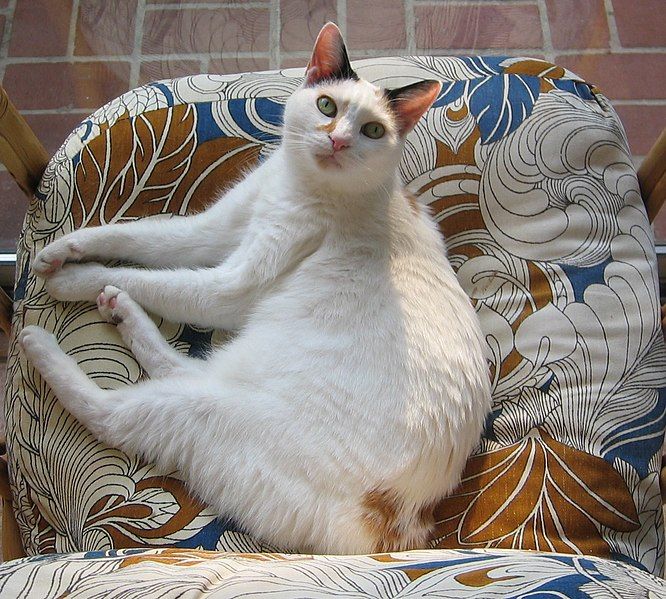 File:Japanese bobtail curled.jpg