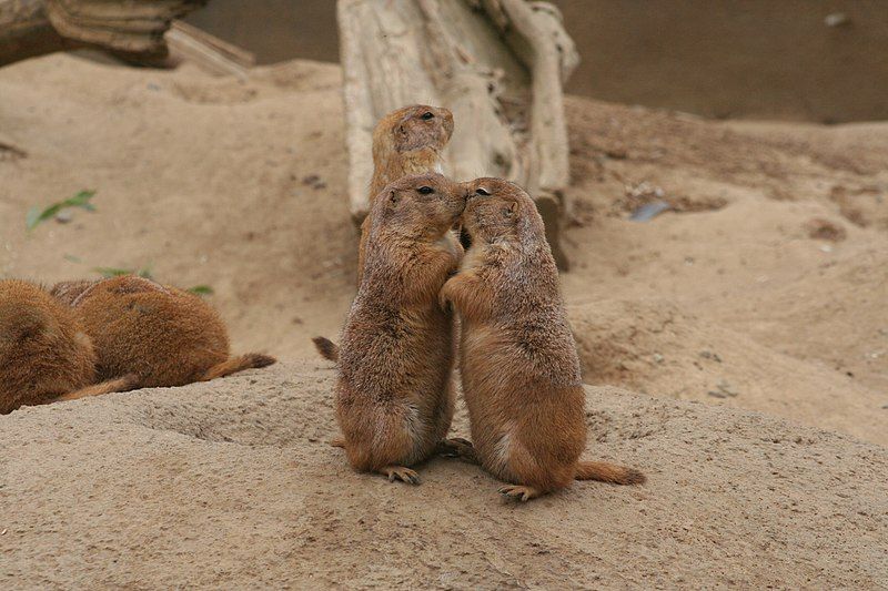 File:Kissing dogs.JPG