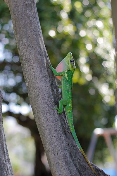 File:Knight anole dewlap.jpg