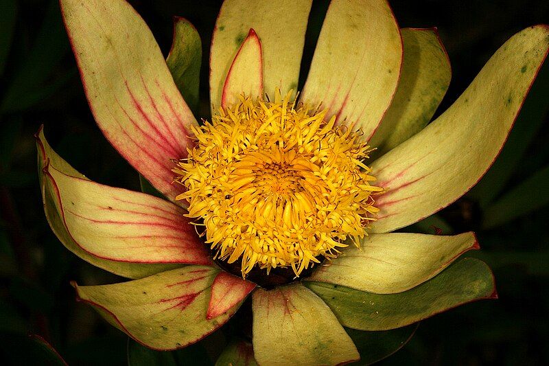 File:Leucadendron sessile 0223.jpg