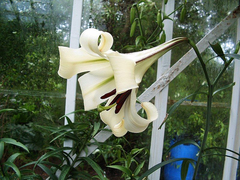 File:Lilium brownii (1).jpg