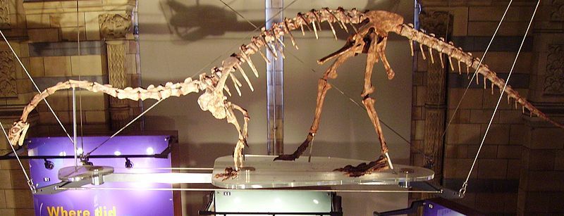 File:Massospondylus 1 NHM.jpg