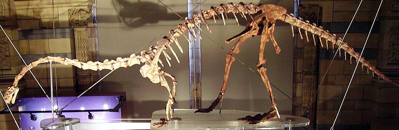 File:Massospondylus 1 NHM2.jpg