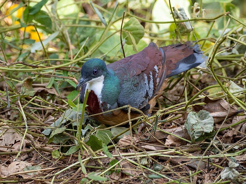 File:Mindanao Bleeding-heart.jpg