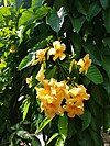 Odontadenia macrantha, in Singapore Botanic Gardens