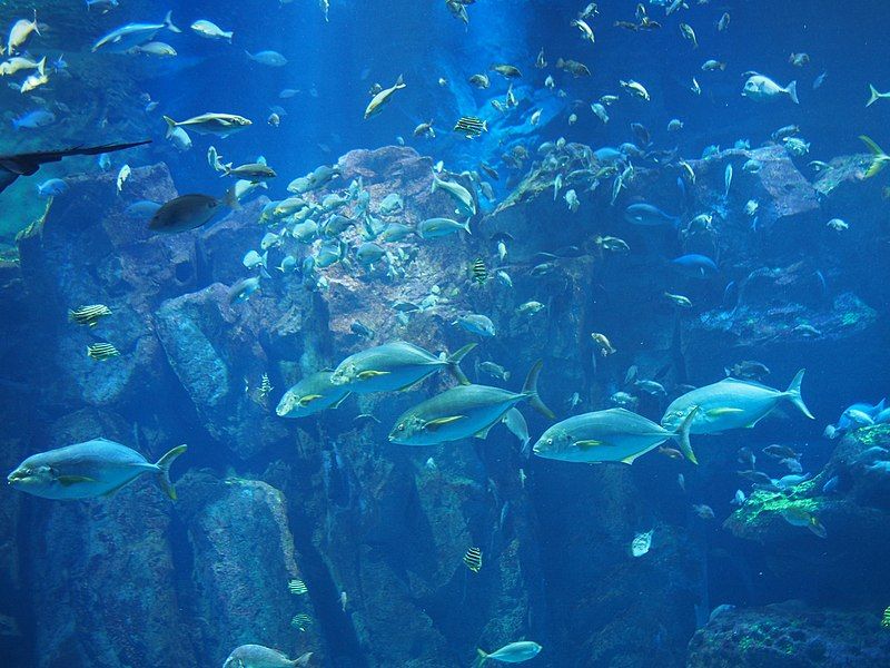 File:Oga Aquarium.jpg