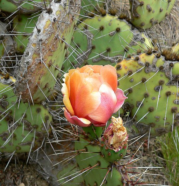 File:Opuntia phaeacantha 1.jpg