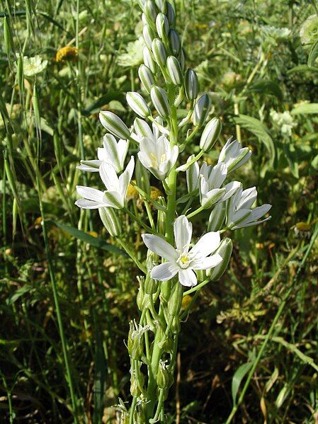 File:Ornithogalum narbonense.jpg