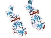 2f54: Directed evolution of human T cell receptor CDR2 residues by phage display dramatically enhances affinity for cognate peptide-MHC without increasing apparent cross-reactivity