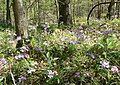 Phlox divaricata habitat in Florida.