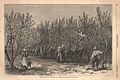 Image 2Picking Peaches in Delaware, an illustration in an 1878 issue of Harper's Weekly (from Delaware)