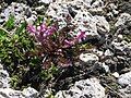 Pedicularis rosea subsp. allionii