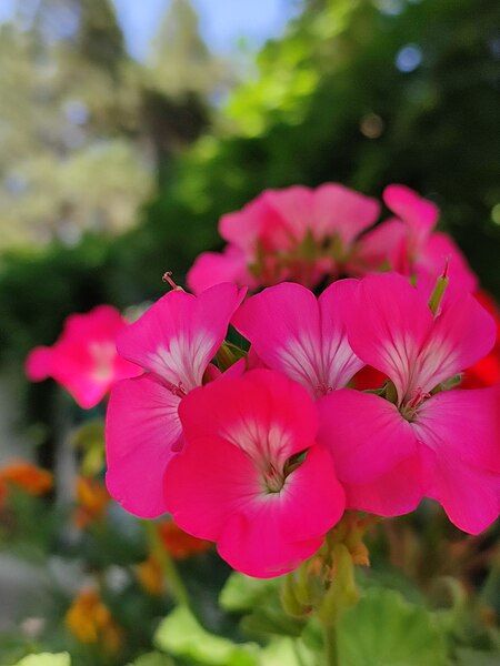 File:Pelargonium flower macro.jpg