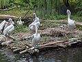 Pelecanus crispus