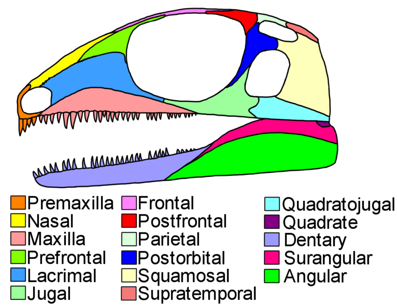 File:Petrolacosaurus skull diagram.png