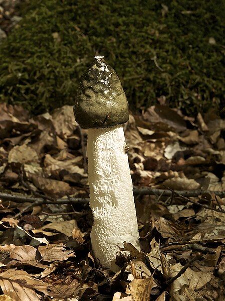 File:Phallus impudicus LC0235.jpg