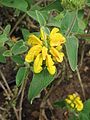 Phlomis russeliana