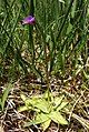 Common butterwort