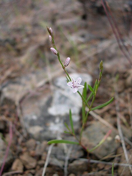 File:Polygonum majus-5-26-04.jpg