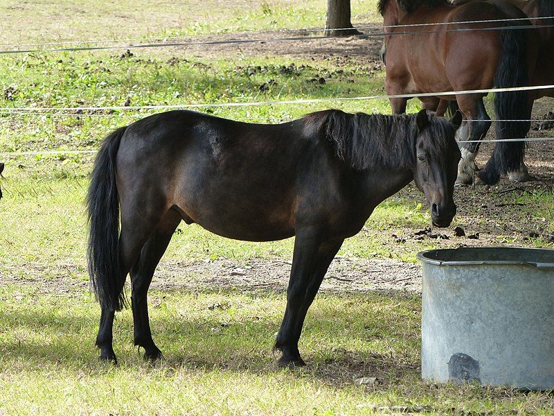 File:Poney Haras Hennebont.jpg