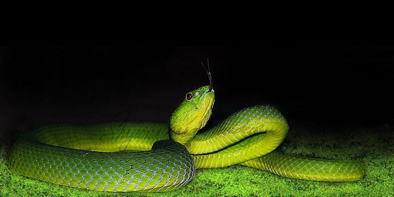 File:Pope's Pit Viper.jpg