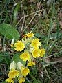 Primula veris inflorescence