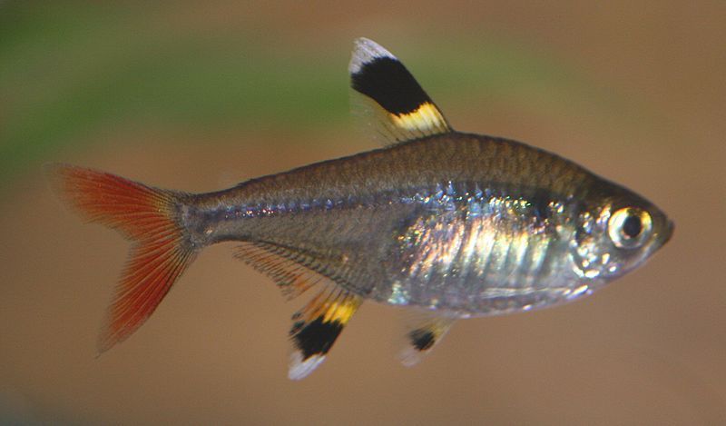 File:Pristella tetra1.jpg