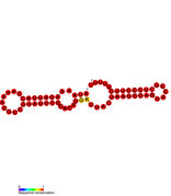 STnc290 Hfq binding RNA: Predicted secondary structure taken from the Rfam database. Family RF01403.