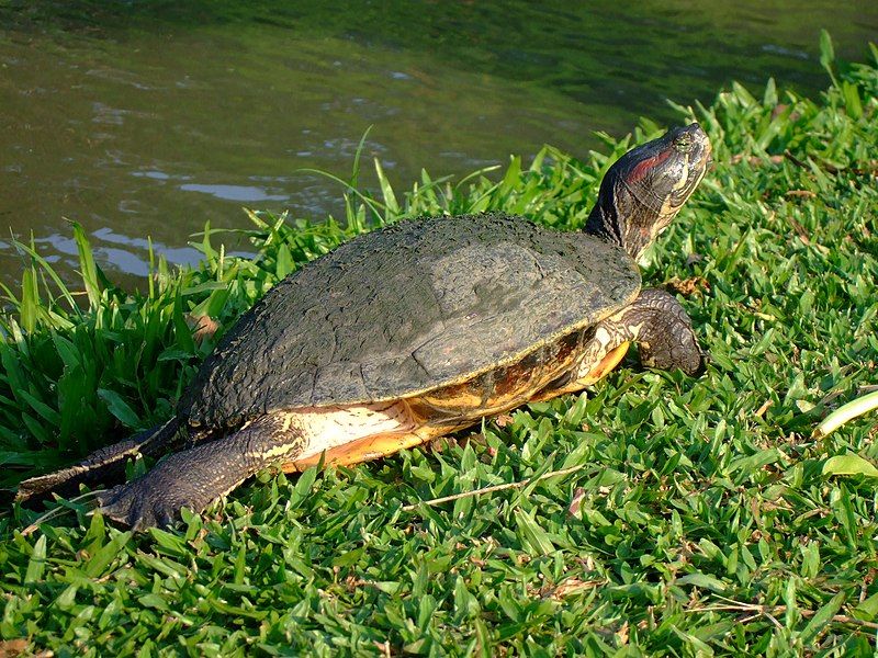 File:Red-eared Slider Thailand.JPG